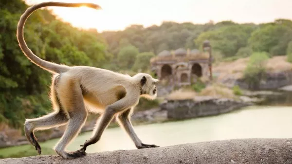 Golden Triangle With Ranthambore